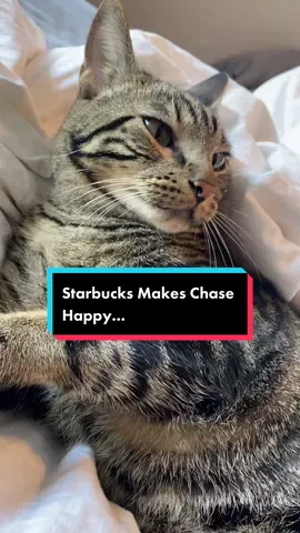 It’s like having a child! #fyp #foryou #foryoupage #catsoftiktok #trending #duets