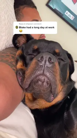 Reply to @ishgrizz Blake sleeps like he has a 9 to 5 😂😭 #Realizations #Talktome #Rottweiler #dogsontiktok #fyp