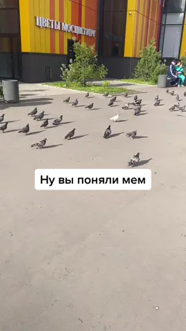 #голубчики #чернильница #рек #рекомендации #мем