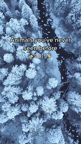 Animals you‘ve never seen before #fyp #nature #animals #places