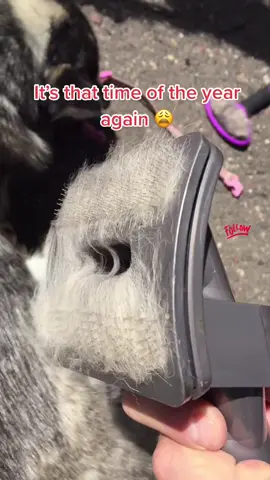 how to brush your dog    #fyp #amazon #dog #grooming #furbaby #dysonvacuum