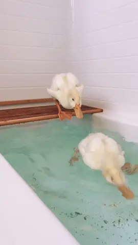 Same ducks, same bath. 4 weeks old