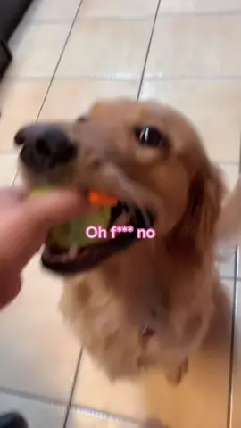 Can anyone else relate? 😅🎾 #dogsoftiktok #iCarlyAffirmation #goldenretrieverlife #PrimeDayShowPJParty #dogchallenge #dogmom