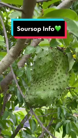 Harvesting some Locally Grown Soursop 💚🌳 #soursop #guanabana #graviola #soursoptea #soursopfruit #soursopleaves