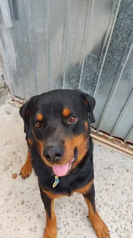 comprei um Rottweiler para me defender do Lázaro mas não deu muito certo 😬😂 #rottweiler #rottweilerdogs #serialkilerlazaro #dogs #cãodeguarda #cão
