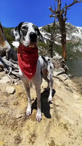 Is she cute 🥰 #puppiesoftiktok #ohmygodchallenge