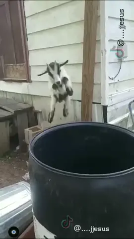 Wee #foryou #foryoupage #لك #당신을위해 #あなたのために #длявас #длятебя #fail #funny #animals