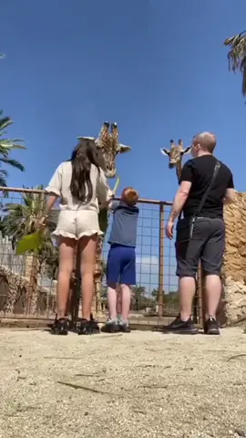 The giraffe wasn't playing around 😳
