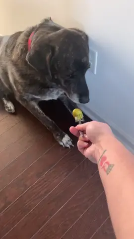 #stitch with @grizzly.bane or any food that he doesn’t deem fit. #dogs #dogsoftiktok #pickles #weirddog #doggos