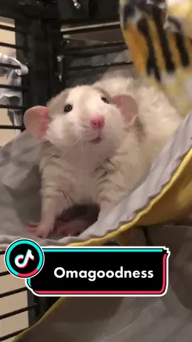 #rats#ratsoftiktok#rat#dumborat#dumboratsoftiktok#dumborats #ratty#rattymom#ratmom #bigearscheck #bigears #cuterats
