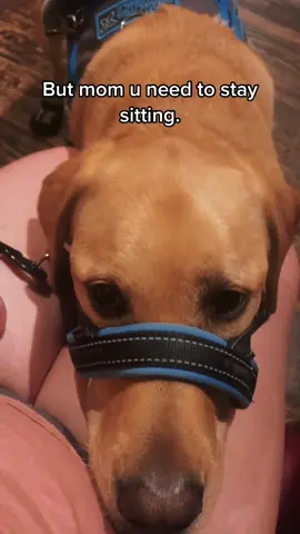 when your service dog won’t let you stand up, you listen to it❤️ thanks jake. #servicedog #serviceanimal #fyp #foryou #disabled #dog