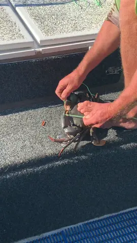 How to tie up a mud crab! #fishing #jetreef #crab #fish #challenge