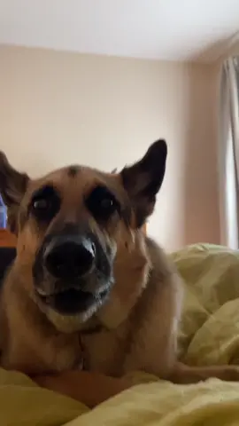 Morning chats #gsd #germanshepherd #sassy #doggo