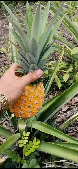 #piña 🍍 #cosecha #primeradelacosecha #piñamiel #naturaleza
