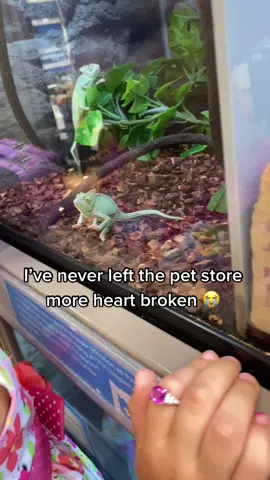 I have no clue what he is, or eats, or needs.. but I’m bout to go save this baby 😭 #petstore #pet #lizard #geico #geiko #help #savetheanimals