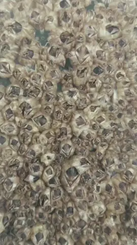mais craca, então... 🤔#seacreatures #crustacean #barnacle #cirripedia