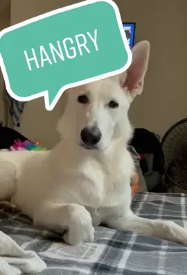 #hangry #hungry #food #Foodie #foodtiktok #TubiTaughtMe #trending #viral #PetsOfTikTok #fypシ #dogsoftiktok #foryou #germanshepherd #snack #yum #dog