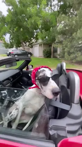 Just putting this out there #miataclub #miatatok #miatadog #viral #viraldog #foryou1