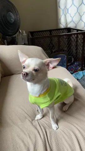 #AsSceneOnTubi #PrimeDayDealsDance #TubiTaughtMe #owaowa #chihuahua #chihuahuasofticktok #dogsoftiktok #frank #fypシ