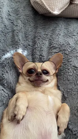 We had to try this 😂 #AsSceneOnTubi #bigeyes #dogsoftiktok
