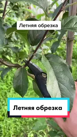 #сад #яблоня #груша #плодовые #обрезка #обрезкаяблони #летняяобрезка #жизньзагородом