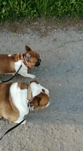 #help_bulldog#группапомощианглийскимбульдогам#английскиебульдогивбеде#englishbulldog#отказникидома#помогатьпросто