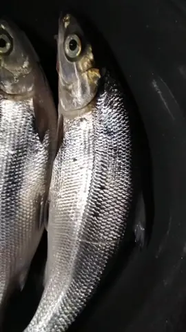 #bangus #lunch #ihaw 🤤