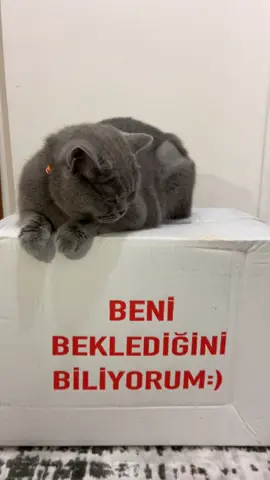 Pufi’nin heyecanı😻 Ürünü beğendiniz mi?🤔 #britishshorthair #kediler #kedim #keşfet #fyp #kargoaçılımı