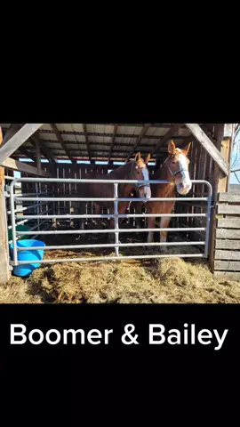 #belgiandrafthorse #rescue #fypage #rescuehorses