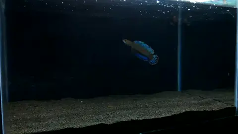 Riết rồi chỉ mê lũ andrao này 😁 Cre: Marvelio Asf #yêucácảnh #cácảnh #lovefish #andrao #channa #lóc