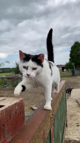 On the cat walk in slow motion today is Smudge #smudgethecat #slowmotion #farmcat #catwalk @carolinelebourgeois #cutecat