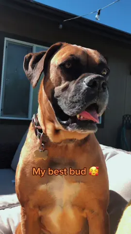 #mansbestfriend #mybabydog #bestfriendgoals #myboy #boxermix #boxerbaby #doggiesoftiktok #ilovemydog #hesmytype #🥰 #dogsoftiktok #foryoupage #Love