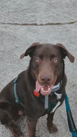 #dogtok #fullmetalalchemist