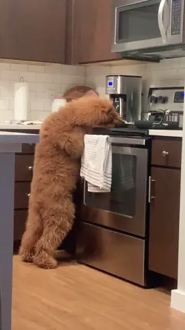 Nobody’s gonna know 🤫 #goldendoodle #funnydog #puppytiktok #dog