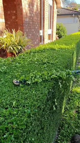 Elexia Rose this one is for you! 😁 #hedging #oddlysatisfying #hedgetok #sydneytiktok #foryoupage #gardentok #fypシ #4u #aussietok #work #batterypower