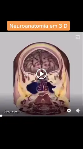#neuroanatomia3d#neuroanatomia#tiktok #foryou #forpage#agoravocêsabe