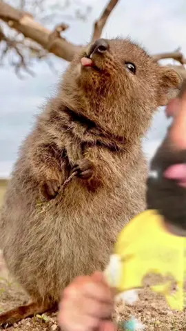 Reply to @spencerstreichert Just quokkin around #quokka #cute #funny #beard