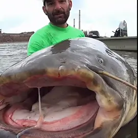 MONSTER CATFISH #catfish #YuriGrisendi #Catfishing #siluro #inoobchanel