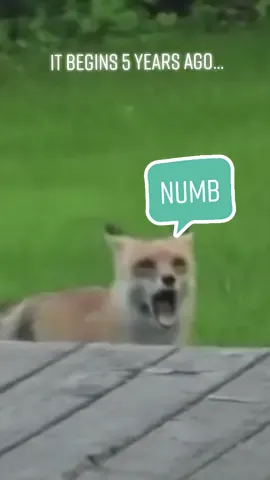 Numb by animals @linkinpark #insanecherry #animals