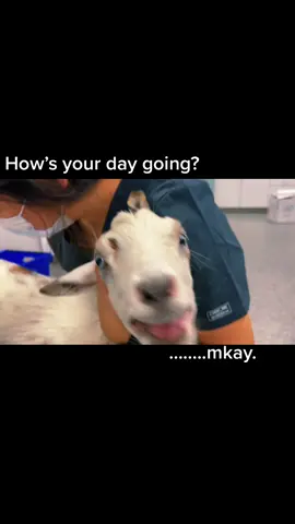Nothing more dramatic than an upset goat. #vetmed #goatdrama #fyp @april_franny