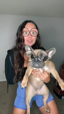 Since y’all love daisy😂😍 #JuntosImparables #funny #frenchie #BombPopAwards #trend #AsSceneOnTubi