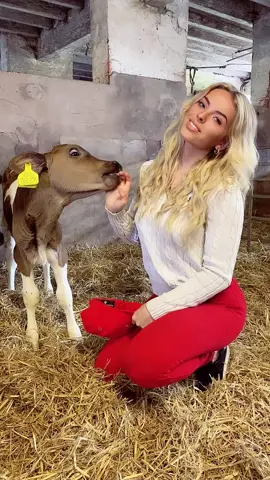 @fairfaxandfavor #gifted #fairfaxandfavortiktok #calves #farming #farmerlife #counrtylife #horseriding #cowgirls #farminguk #argi