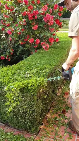 Taking the top off.. 🍃🍃🍃 #hedging #hedgetok #work #sydneygardens #sydney #australia #fypシ #oddlysatisfying #thursday #blowthisup #viralvideo #howto