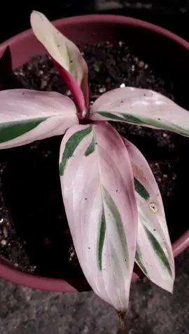 #plantas #plantasbrasil #plantasdecasa #plantasemvaso #jardim #jardinagem #plantasemcasa #urbanjungle #maranta #marantatricolor #fy