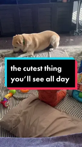 nothing like a baby laugh and a dog #momtiktok #dog #babylaugh #fyp #baby #BombPopAwards