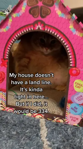 I have to use my mom’s cell to make calls. #areacode #cats #catsoftiktok2021 #CallMe #fatcatsociety #catlover0713