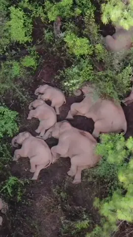 Take 30 second to watch these elephants nap 🥺 #relax #news #calm