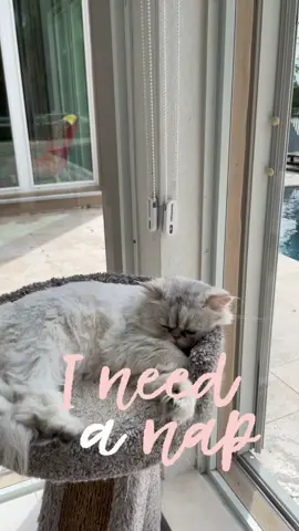 Kitties need a nap! #nap #naptime #siesta #catnap #gatosiesta #gato #catsoftiktok #cat #meow #חתול #feline