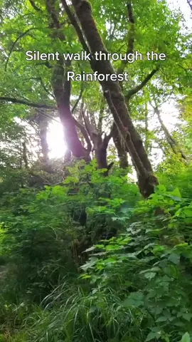 Silent walk through the Rainforest #pnw #forest #o#Outdoorsh#Hikingcamping #nature #rainforest #FordMaverick