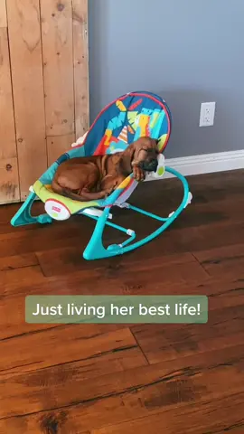 A day in the life of Maggie 💤 🤣 #puppy #bloodhound #puppylife